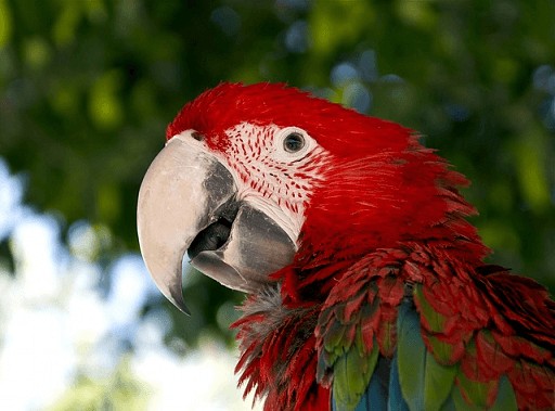 south american birdlife