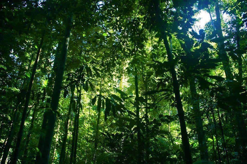 Sunlight filtering through dense green rainforest foliage