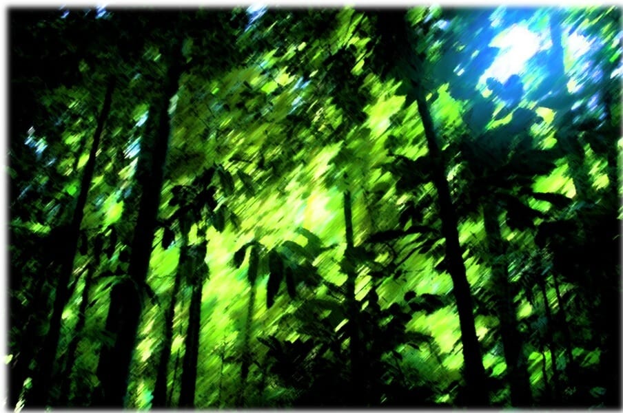 visit the Amazon forest