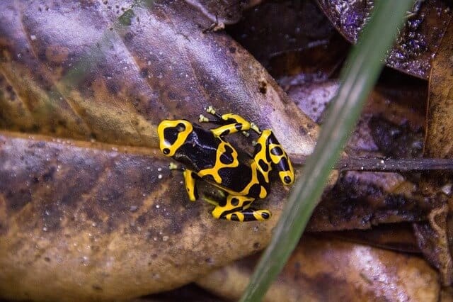 amazon frog