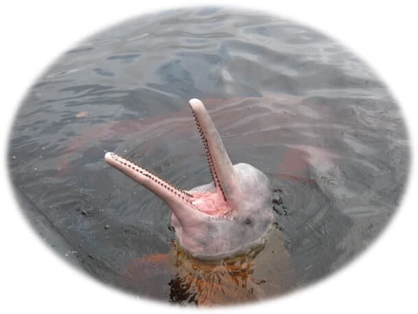 Amazon pink dolphins
