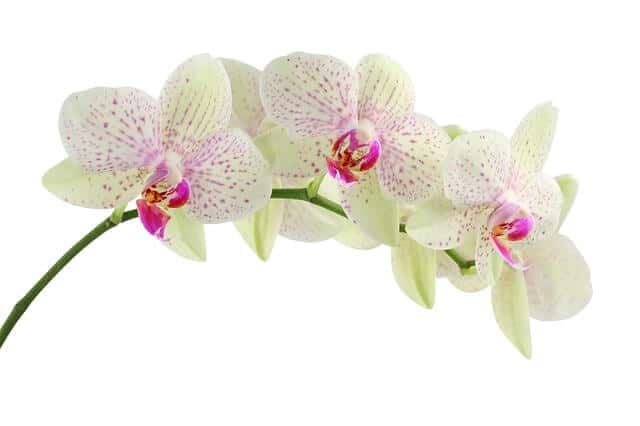 give her orchids