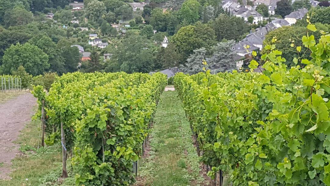 Vineywards in Trier
