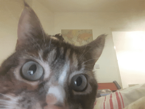 Zoom cats