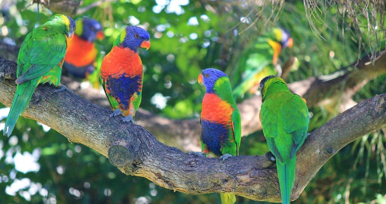 Beautiful birds in the tropics