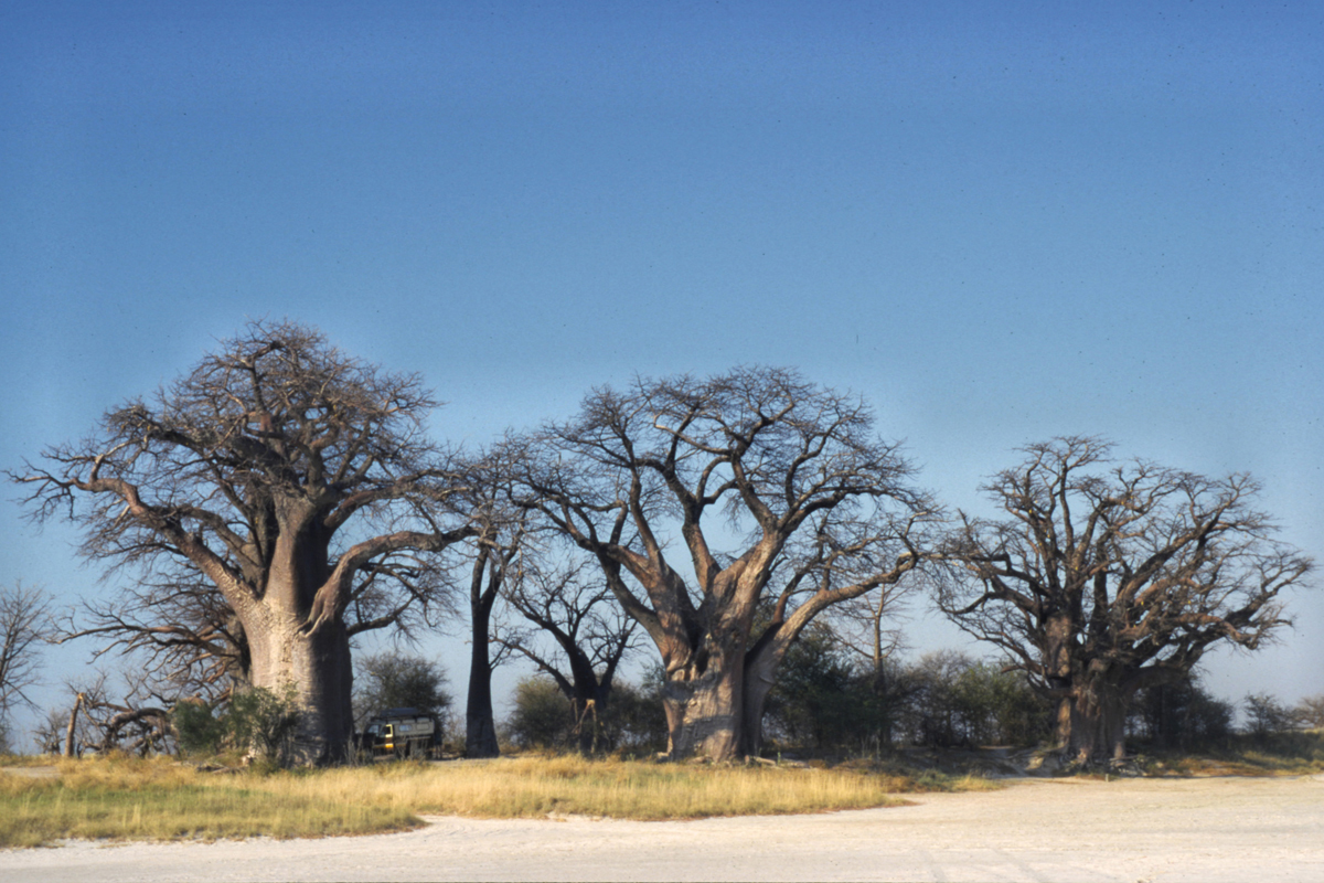 Baines Baobabs in Botswana