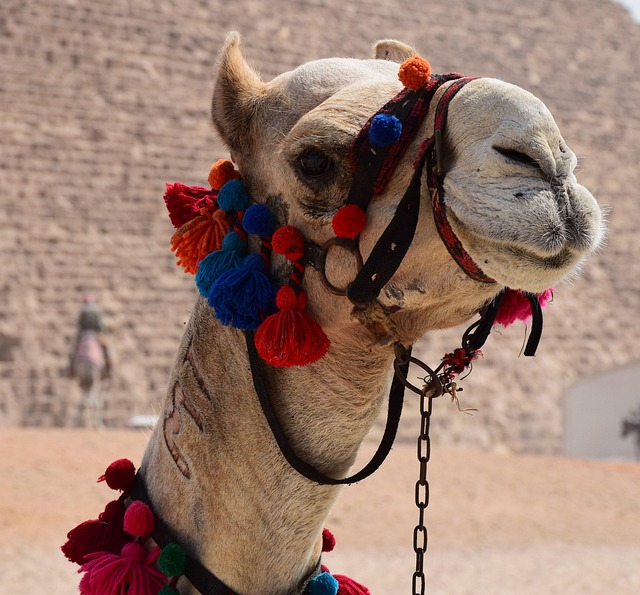 Visit Egypt on the Nile