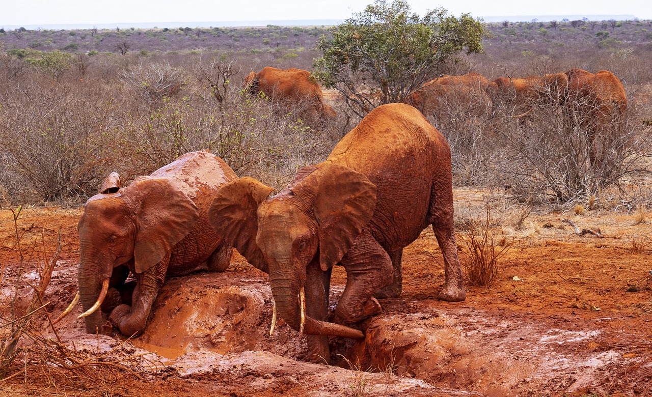 East Africa nature atmosphere
