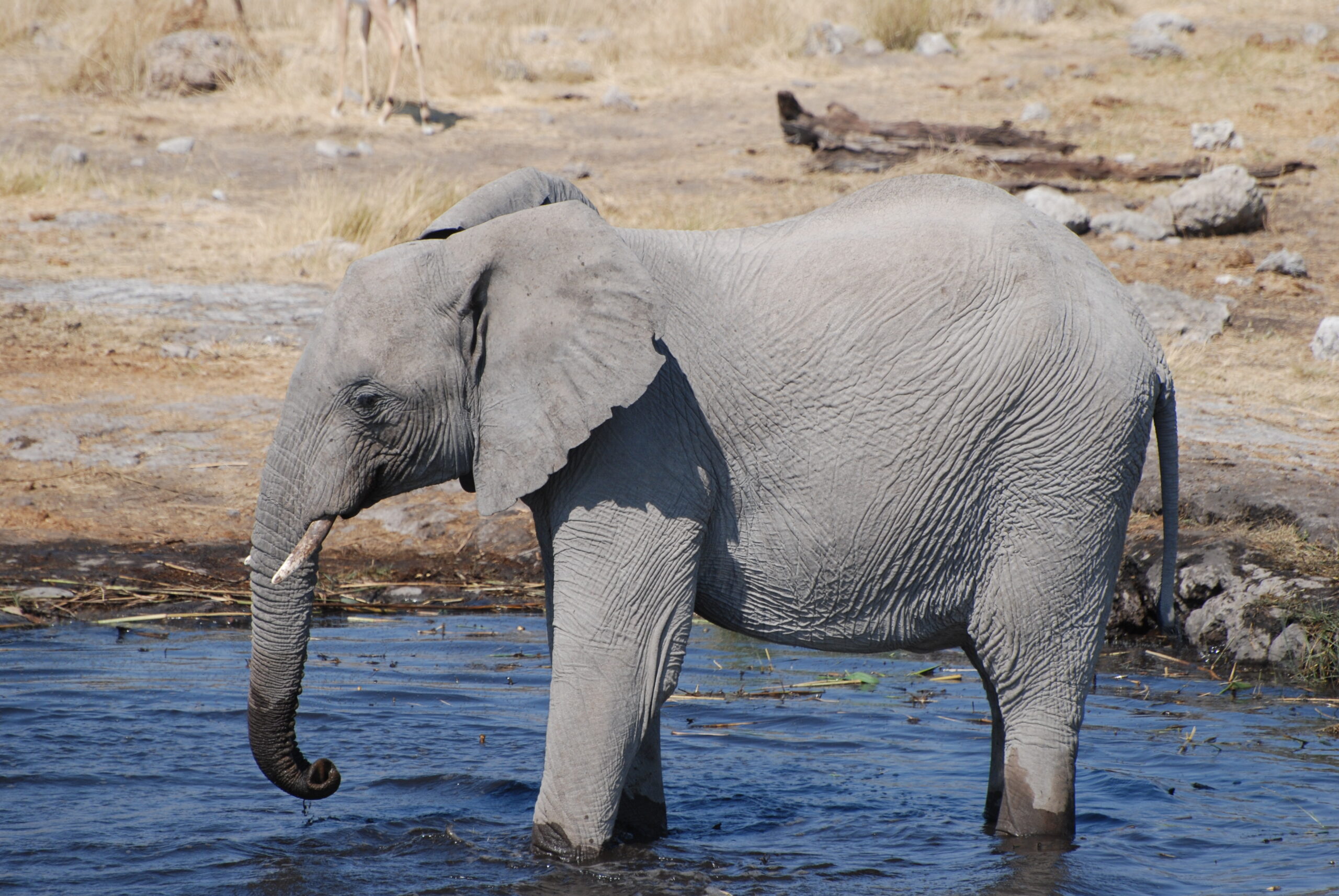 Elephant at waterhole in Etosha National Park