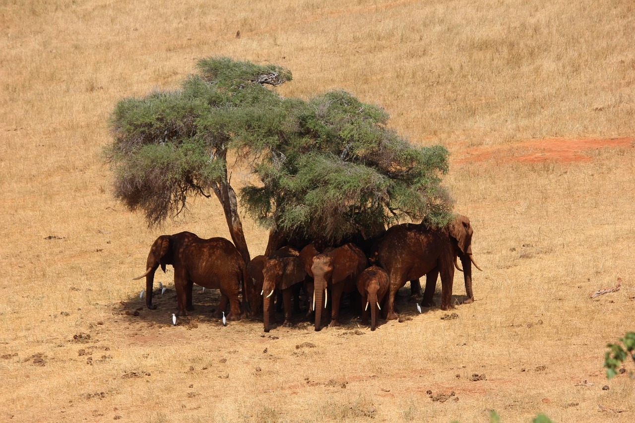 Elephants in Amboseli with Mount Kilimanjaro in the background