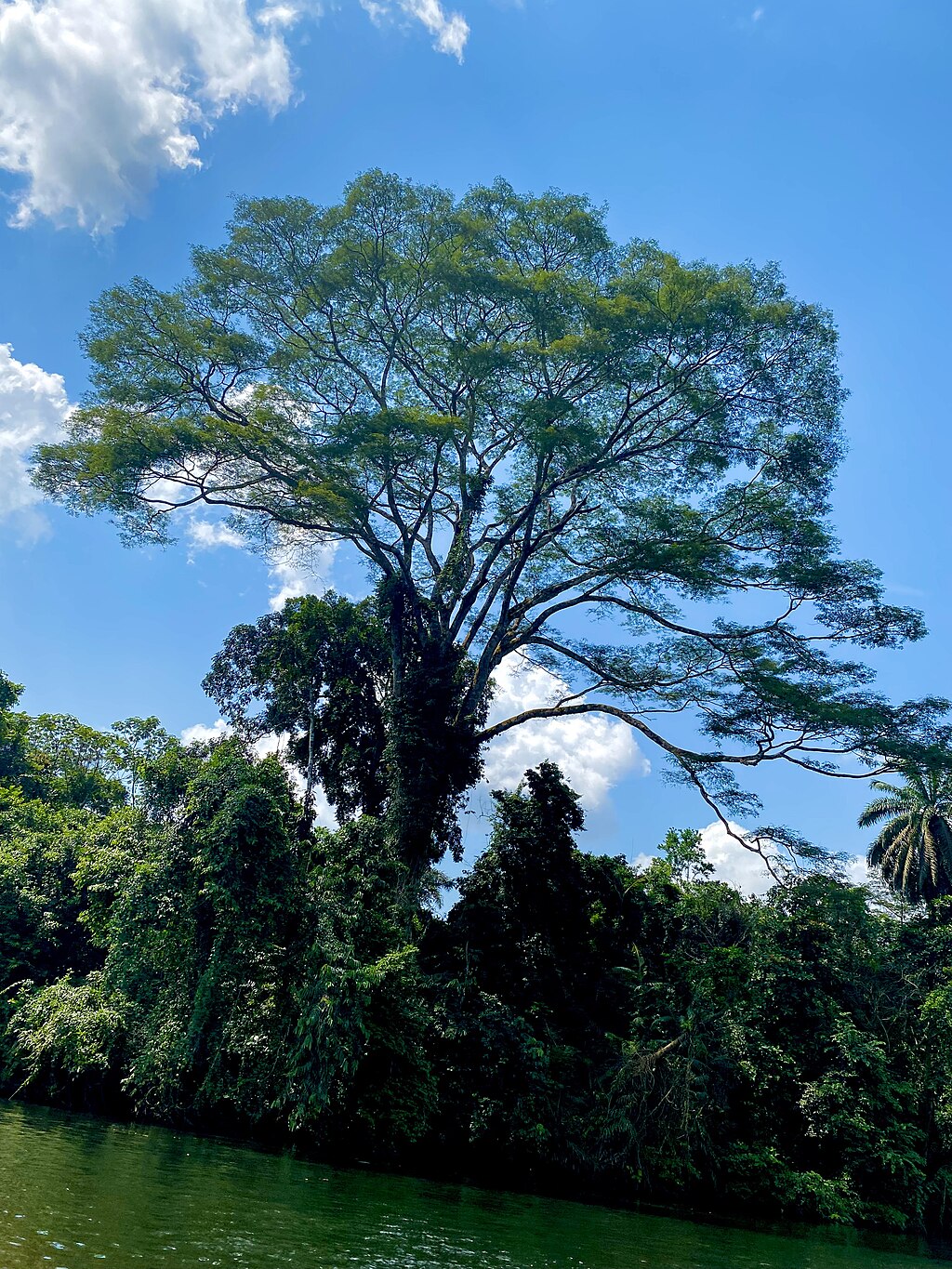 Korup_National_Park_Cameroon