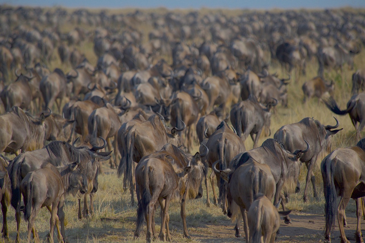 Masai Mara landscape migration