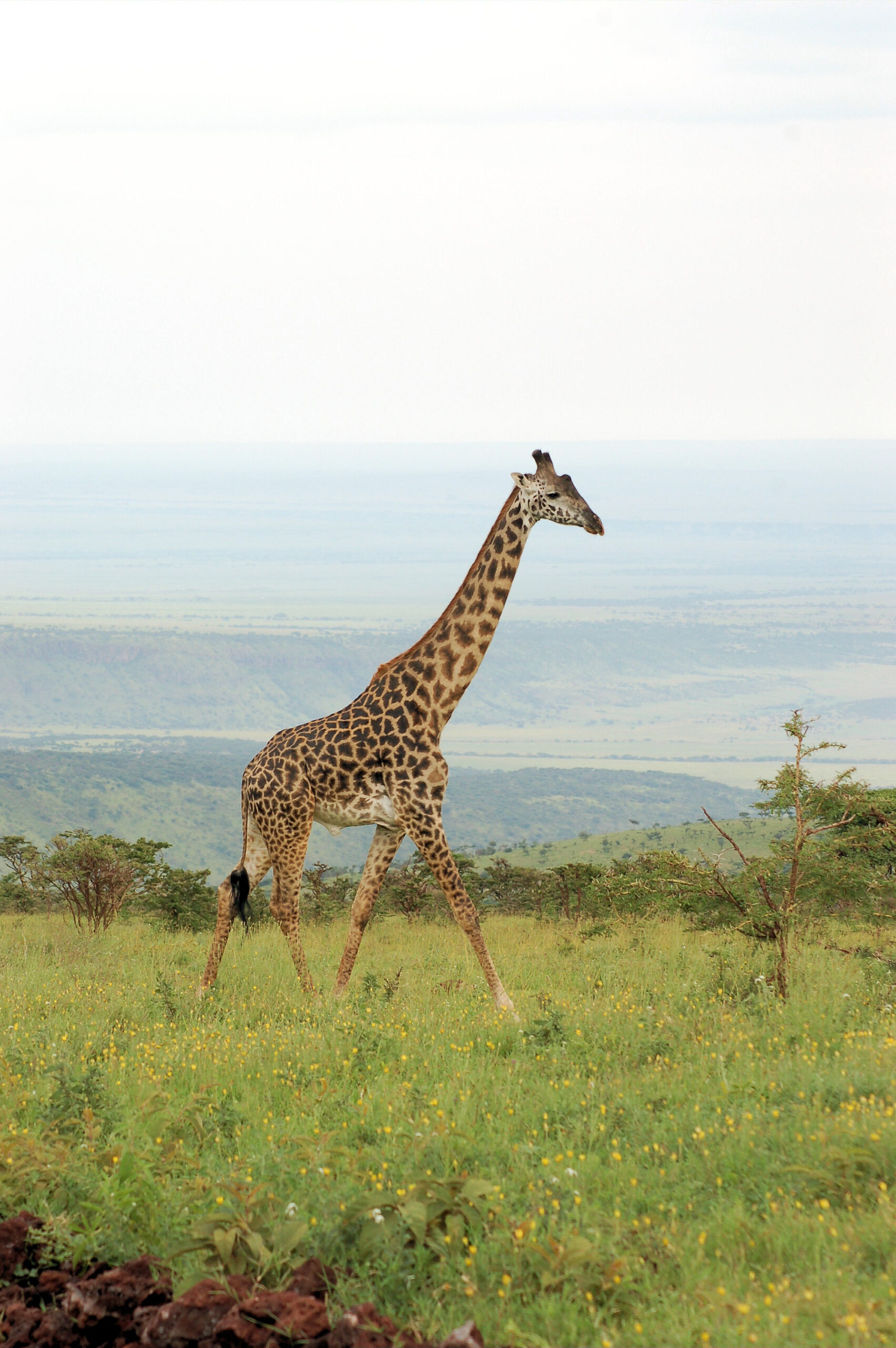 Open savannah landscape in Serengeti National Park, Tanzania