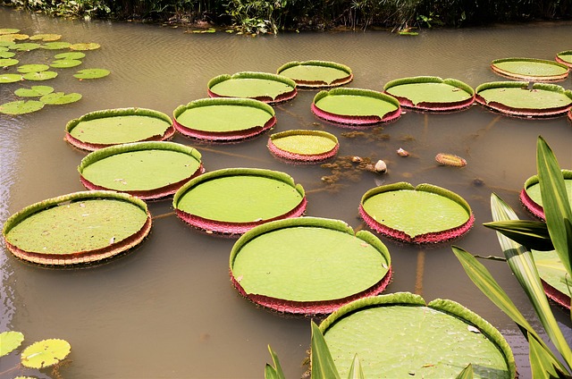 Botanical Gardens pond Singapore