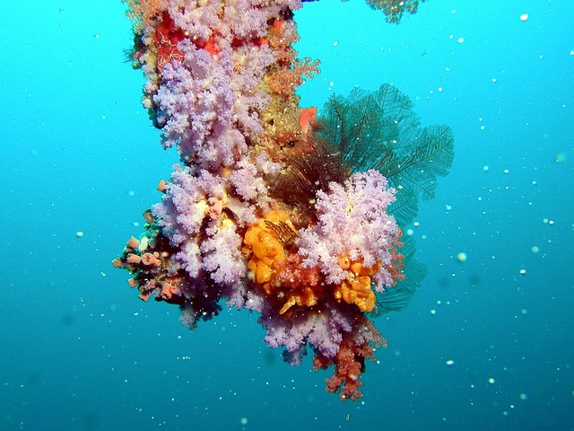 Snorkeling in clear Maldives water