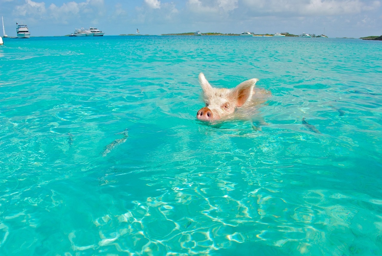 The Bahamas