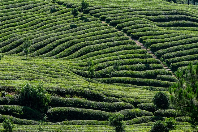 Tea garden landscape near Sylhet Bangladesh