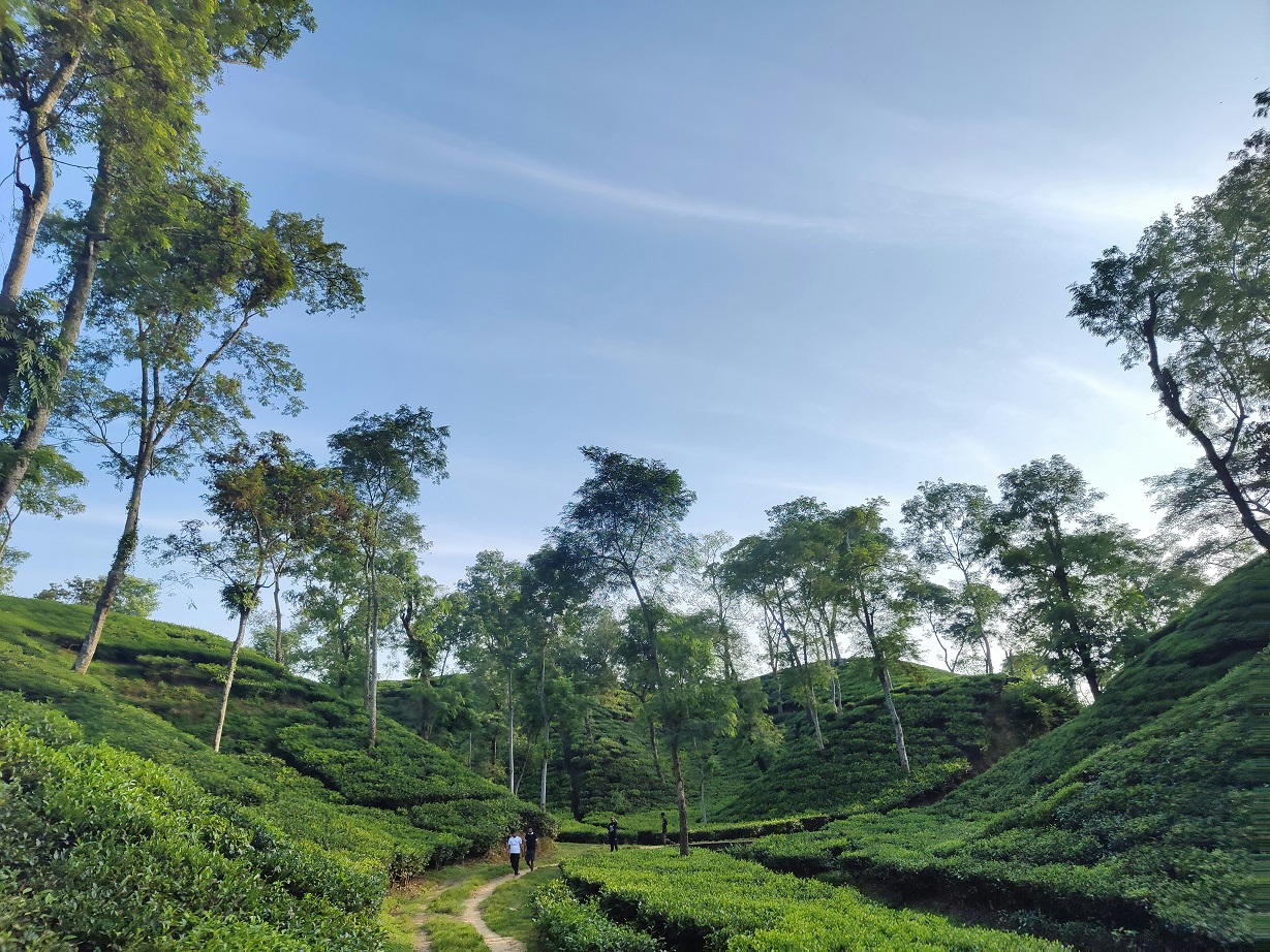 Tea plantations in Srimangal Bangladesh