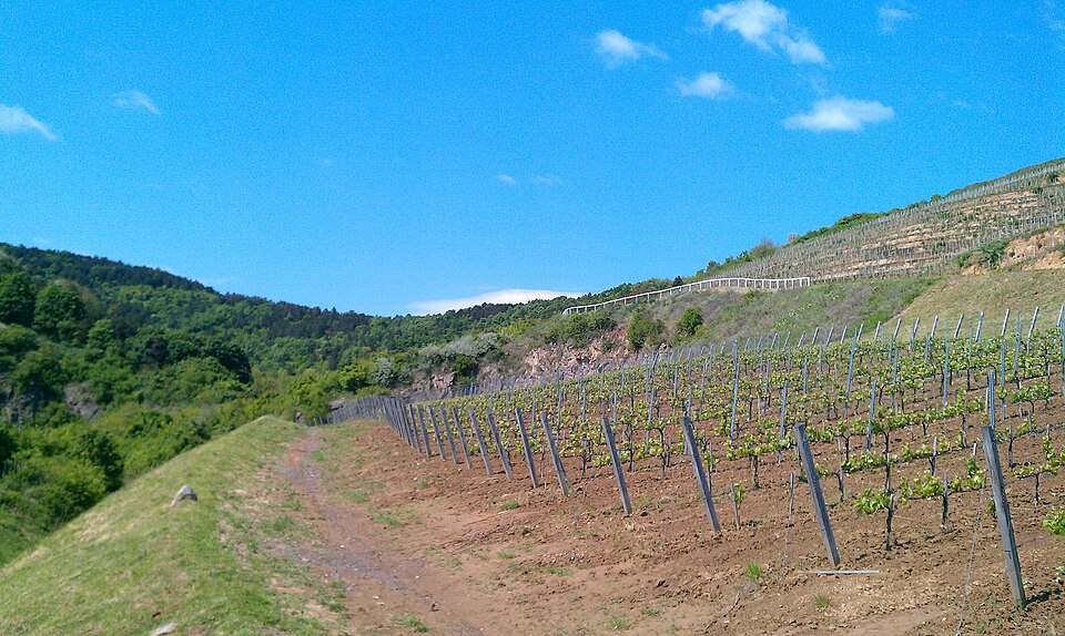 Hungary in autumn: Tokaj vineyards