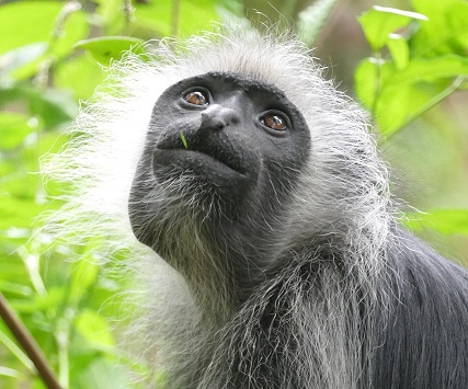 West Africa nature