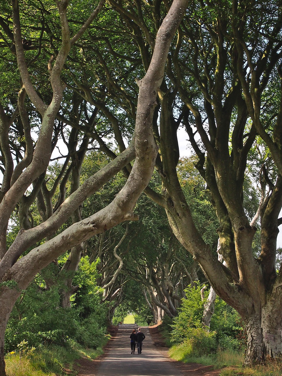 Northern Ireland: Dark Hedges