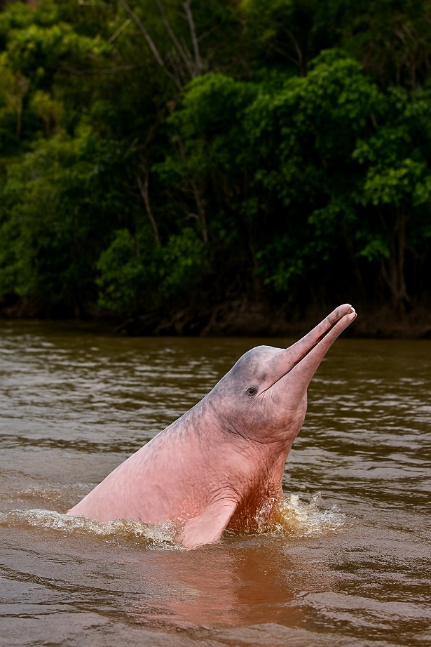 Pink Amazon river dolphin surfacing beside a forested riverbank
