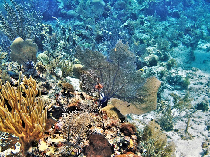 Sea fans and coral on an underwater reef in Belize
