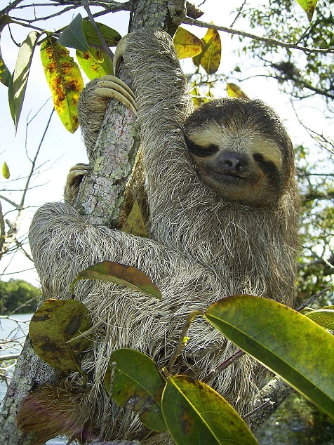Sloth resting in a tree